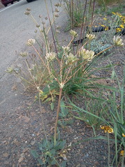 Lomatium nudicaule