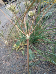 Lomatium nudicaule