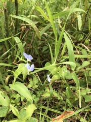Commelina