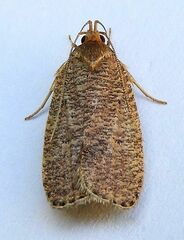 Psilocorsis reflexella