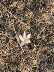 Colchicum laetum