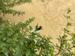 Trigona fulviventris