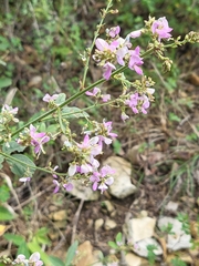 Desmodium paniculatum