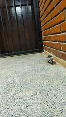 Didelphis albiventris