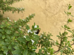 Trigona fulviventris