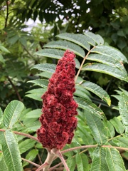 Rhus typhina