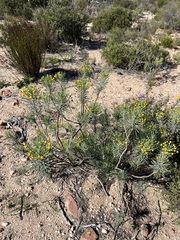 Euryops tenuissimus