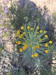Euryops tenuissimus