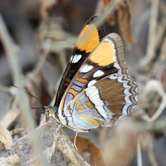 Adelpha californica