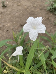 Ruellia metziae