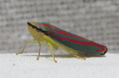 Graphocephala coccinea