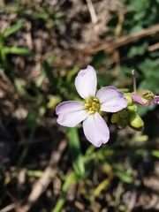 Cakile maritima