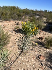 Euryops tenuissimus