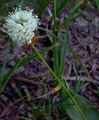 Bistorta bistortoides