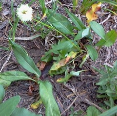 Bistorta bistortoides