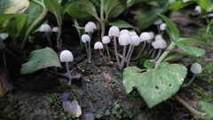 Coprinellus disseminatus