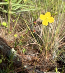 Ludwigia maritima