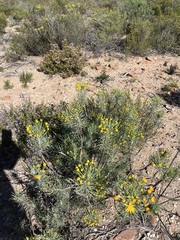 Euryops tenuissimus