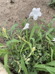 Ruellia metziae