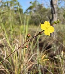 Ludwigia maritima