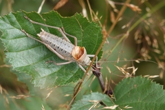 Ephippiger terrestris