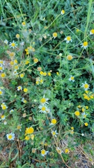 Anthemis arvensis