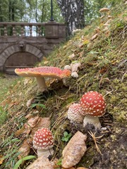 Amanita muscaria