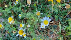 Anthemis arvensis