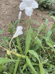 Ruellia metziae