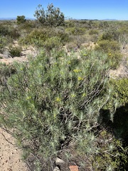 Euryops tenuissimus