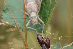 Ephippiger terrestris