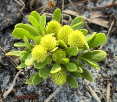 Polygala nana