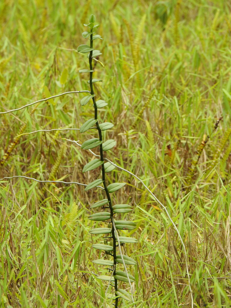 Solenangis clavata