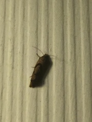 Pelochrista dorsisignatana