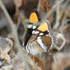 Adelpha californica