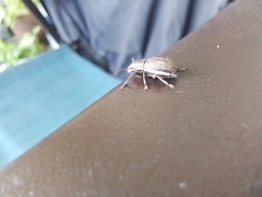 Naupactus leucoloma