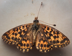 Boloria dia