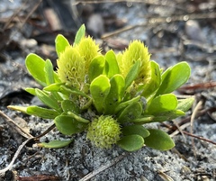 Polygala nana