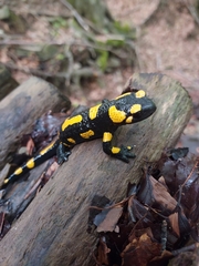 Salamandra salamandra