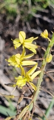 Bulbine