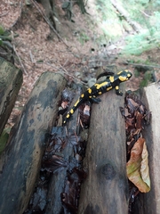 Salamandra salamandra