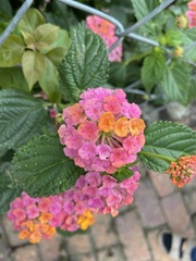 Lantana