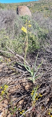 Bulbine