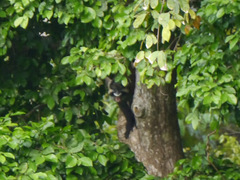 Cercopithecus cephus