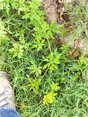 Distimake dissectus dissectus