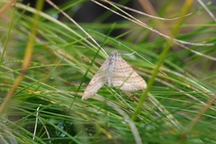Larentiinae