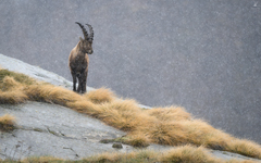 Capra ibex
