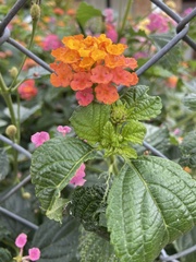 Lantana