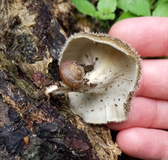 Lentinus crinitus