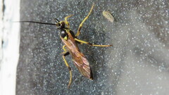 Cratichneumon